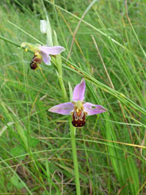 Ophrys apifera